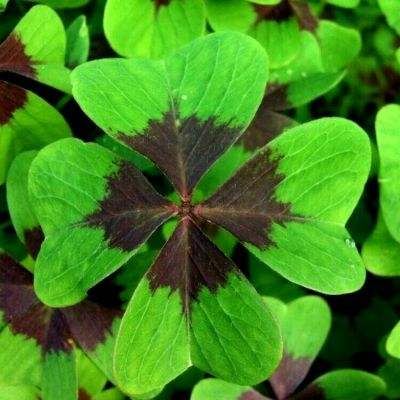 leyu乐鱼·体育下载手机版