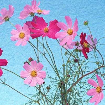 百姓彩票Welcomeapp下载截图